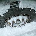 Shacman (Shaanxi) SX 8x4 Самосвал, 2024, 126 077 км